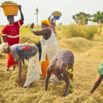 Campagne agricole : l’État fixe le prix de l’arachide à 305 FCFA