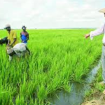 Riz : le Sénégal lance la campagne de la Saison sèche chaude 2026 dans la Vallée du fleuve