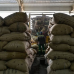 Cacao : les pays producteurs s’organisent face à la chute des prix