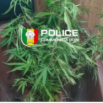 Thiès : il cultive du chanvre indien chez lui pour « soigner son asthme » et écope d’une peine ferme