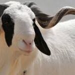 Tabaski 2026 : Kaolack prévoit un besoin de 50 000 moutons
