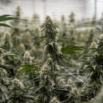 Sri Lanka : 22 moines arrêtés à l’aéroport avec une importante cargaison de cannabis