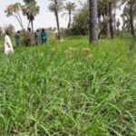 Cultures fourragères : Mabouba Diagne appelle le privé à investir dans une filière stratégique.