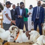 Grâce royale au Maroc : Diomaye Faye offre 2 millions FCFA et un mouton de Tabaski aux supporters sénégalais libérés.
