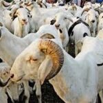 Tabaski au Sénégal : pourquoi certains célèbrent le 27 mai et d’autres le 28 mai ?