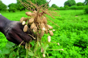 Campagne agricole 2026 : les producteurs de Diourbel dénoncent plusieurs difficultés