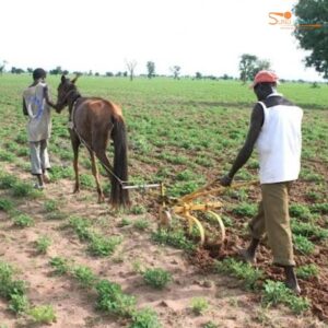 Campagne agricole 2026-2027 : le gouvernement investit 130 milliards FCFA pour renforcer la souveraineté alimentaire.
