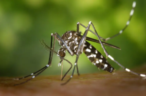 Journée mondiale du moustique : cinq ans après le premier vaccin, la lutte contre le paludisme progresse en Afrique