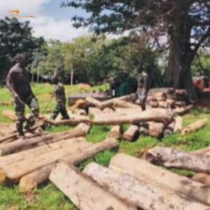 Trafic de bois à Ziguinchor : l’armée saisit plus de 80 billons de teck.